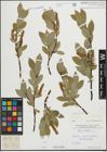 Foto von Salix hastata L.